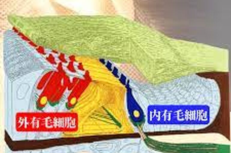 有毛細胞2