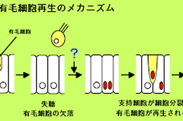 ダウンロード