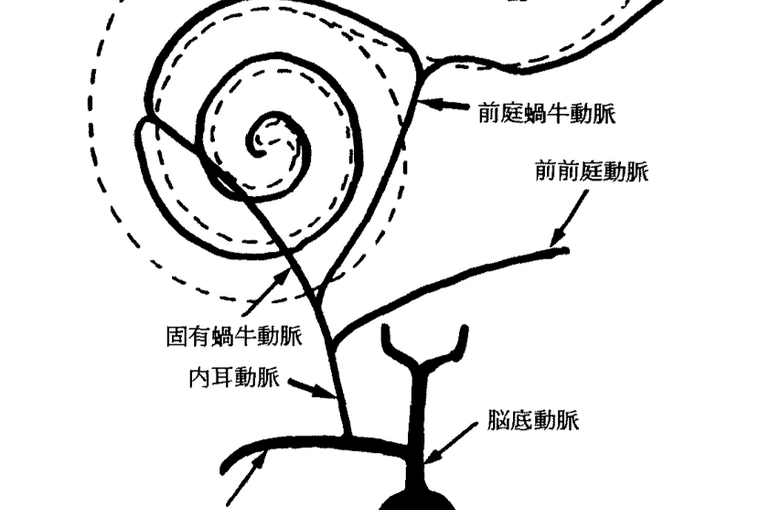 内耳栄養血管